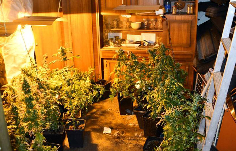U Čačku otkrivena laboratorija za uzgoj marihuane (FOTO)